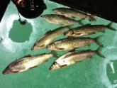 Lake Superior fishing