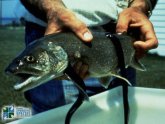 Sea lamprey in the Great Lakes