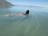 Swimming in the Great Salt Lake