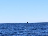 Whale in Lake Superior