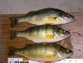 Yellow perch Lake Erie