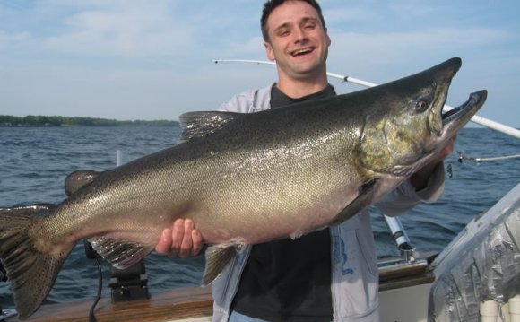 Salmon In Lake Erie