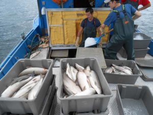 Two fisherman putting ice on fish to keep fresh