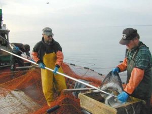 Two fisherman sorting live fish on commercial fishing boat
