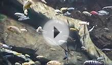 500 Species of Fish Found In Lake Malawi Africa Seen At