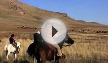 Brawny buffalo roam range on Great Salt Lake island