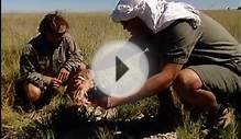Brown Hyenas - Ghost of the Great Salt Lakes - Natural Killers
