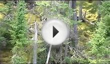 Canadian Black Bear Swimming In Red Lake Ontario Canada