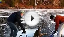 Deer Rescue on Black Sturgeon Lake, Kenora, Ontario