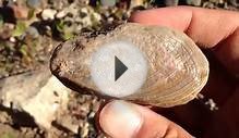 Finding a Couple Lake Superior Agates