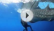 Fishing Scientists free a whale shark from a fishing net