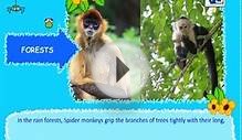 Forest Facts for Kids