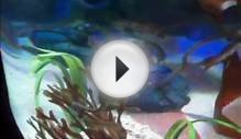 Great Lakes Crossing: Michigan Sea Life Aquarium