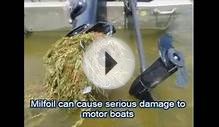 Invation- Invasive species of the Great lakes