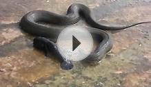 Lake Erie water snake with round goby