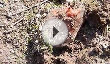 Lake Superior Agate 4/22/2014