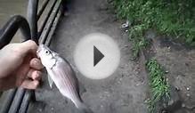 Multi-Species Fishing at the Huron River, Ypsilanti Michigan