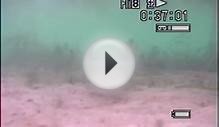 Ohio Lake Erie Invasive Species, Round Goby and Zebra
