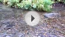 Salmon Spawning at Lake Lauzon Resort