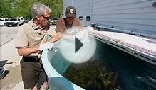 Sea Lamprey Exterminator