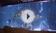 Sea Life Michigan aquarium at Great Lakes Crossing to