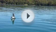 Shark video shows Lake Macquarie great white taking flight