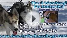 Siberian Husky and St. Bernard Swimming in Lake Huron