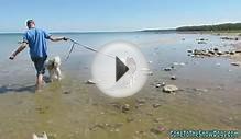 Siberian Husky Puppy Swims in Lake Huron and Rides in the