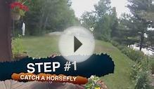 Walking a Horsefly - Ahmic Lake, Canada